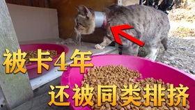 高碑店吃瓜视频,揭秘当地美食文化盛宴