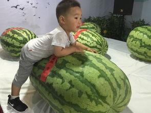 南京吃瓜群众事件,网络舆论的风暴与反思