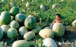 山东吃瓜逛景点,吃瓜逛景点，尽享齐鲁风情