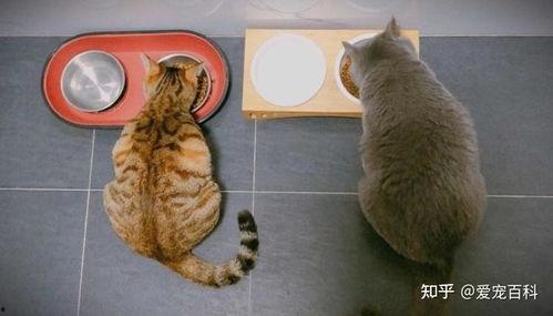 猫猫可以吃福瓜