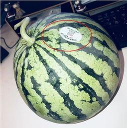 韩城吃瓜网红,揭秘网红背后的故事