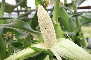 带你吃瓜扒玉米,揭秘娱乐圈幕后故事