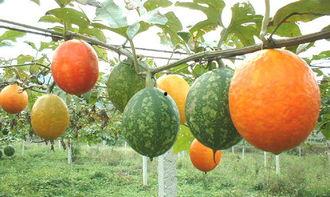 周口吊瓜怎么吃