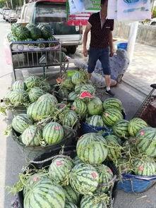 蒙阴吃瓜外卖事件,一场网络热议的食品安全风波