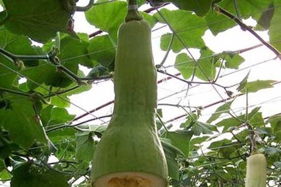 农村吃瓜的方法,揭秘农村独特的吃瓜艺术