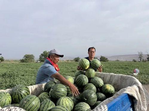 巨型西瓜吃瓜机器,创新科技引领农业新潮流