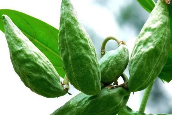 儿童可以吃牛角瓜,牛角瓜的妙用与美味