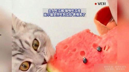 猫猫可以吃瓜