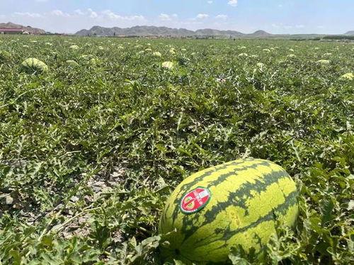 吃瓜宁夏,吃瓜宁夏，品味独特风味