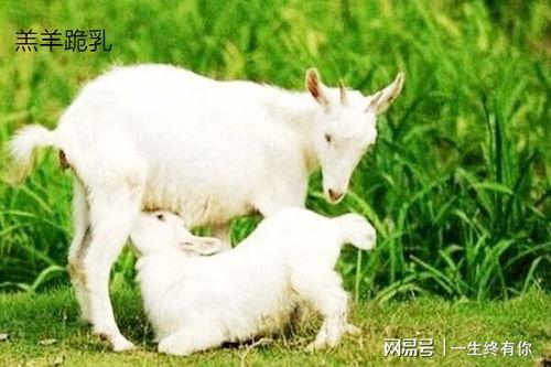 小羊吃瓜全部,一场欢乐的田园盛宴