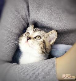 懒喵吃瓜,揭秘娱乐圈那些不为人知的幕后故事